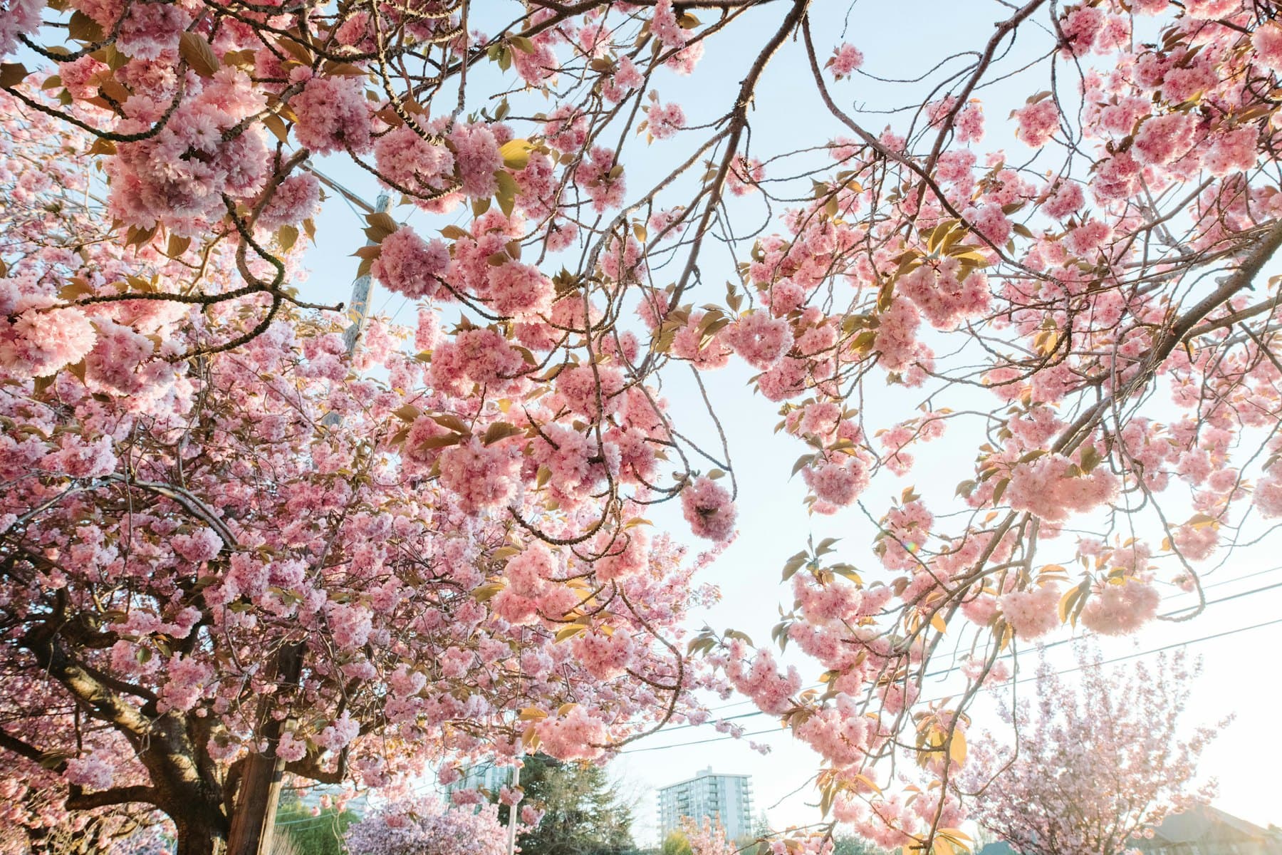 Cherry blossoms in Victoria in spring